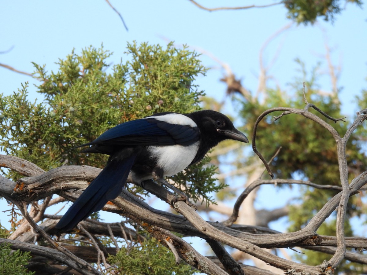 Black-billed Magpie - ML620654055