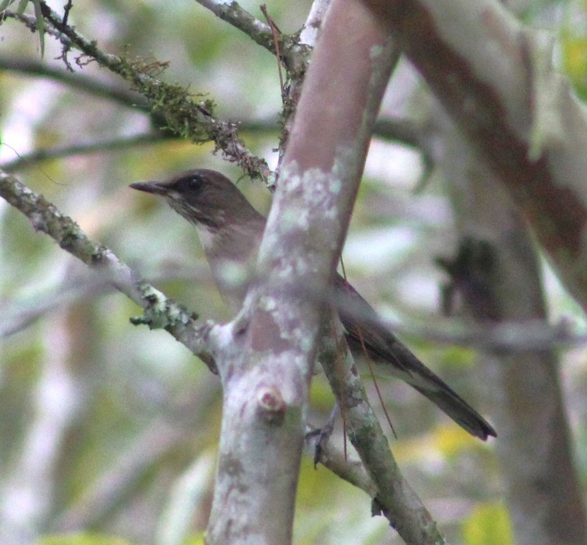 Creamy-bellied Thrush - ML620654056