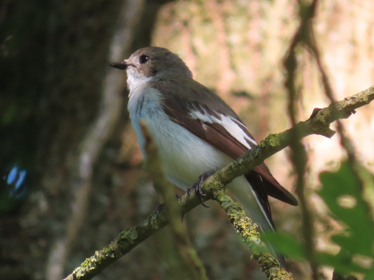 European Pied Flycatcher - ML620654070