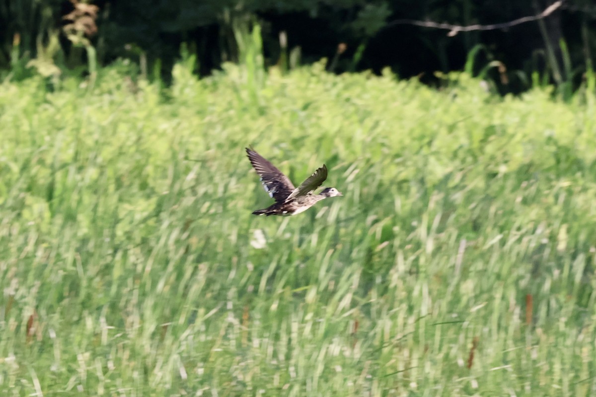 Wood Duck - ML620654077