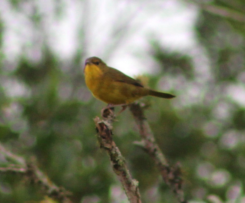 Southern Yellowthroat - ML620654078