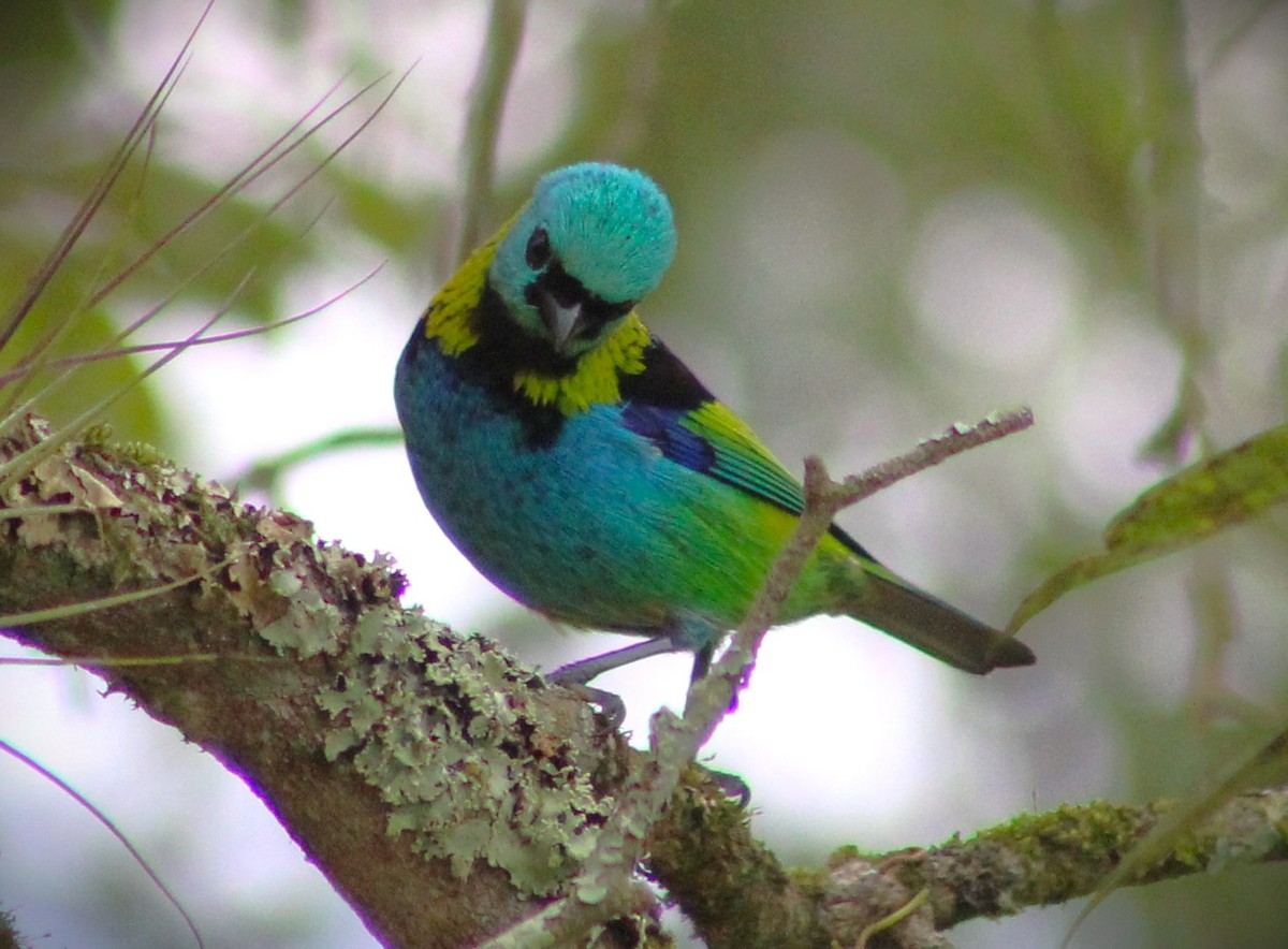 Green-headed Tanager - ML620654088