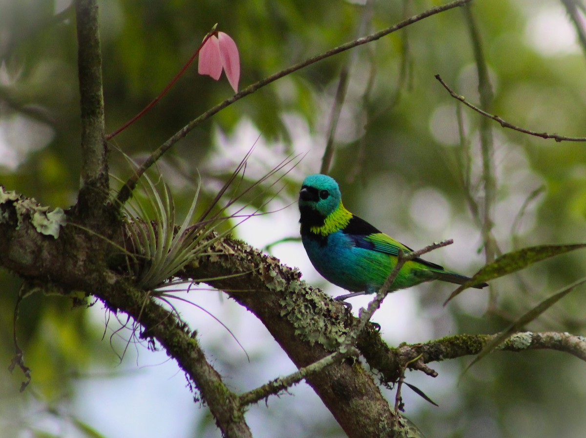 Green-headed Tanager - ML620654089