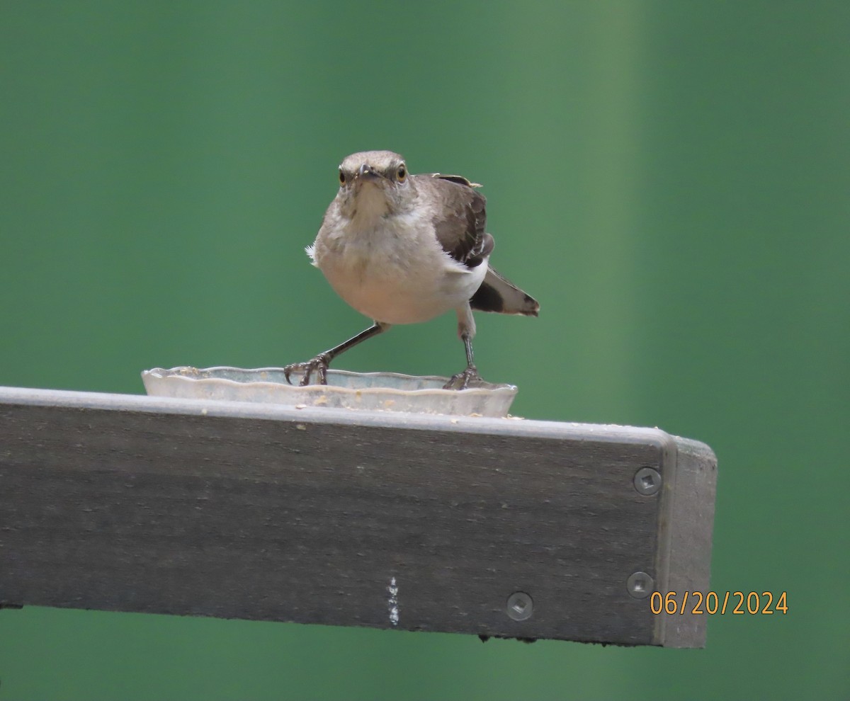 Northern Mockingbird - ML620654090