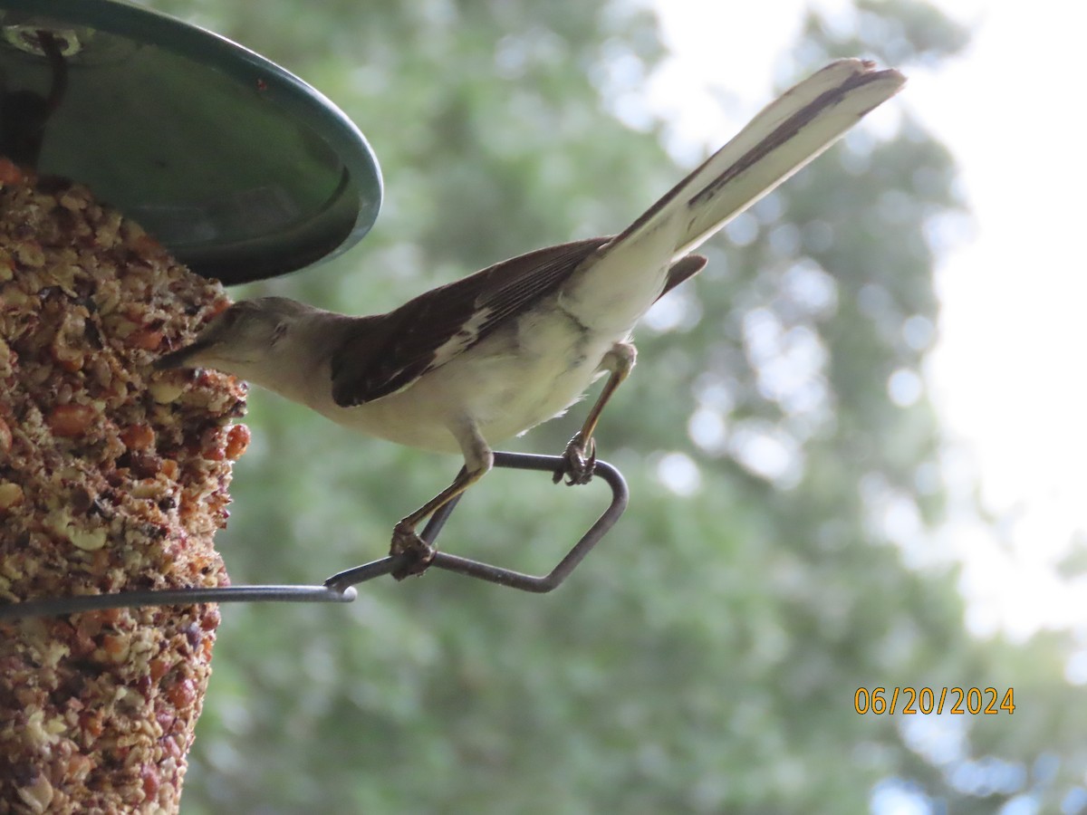 Northern Mockingbird - ML620654091