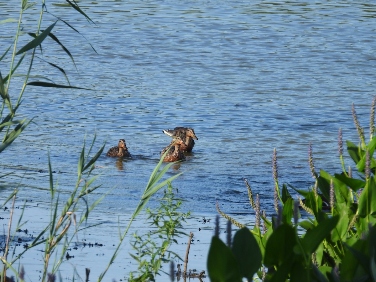 Mallard - Rich Ziegler