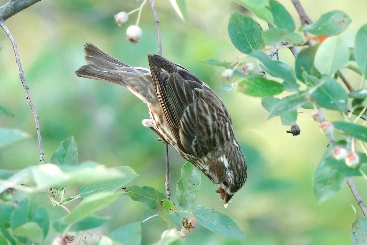 Purple Finch - ML620654097