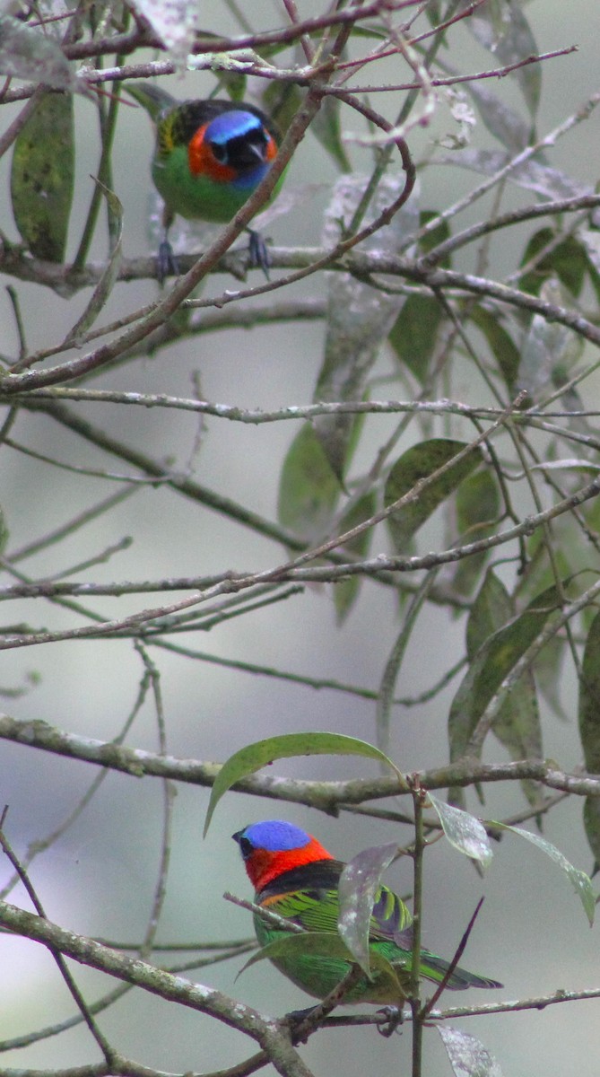 Red-necked Tanager - ML620654100