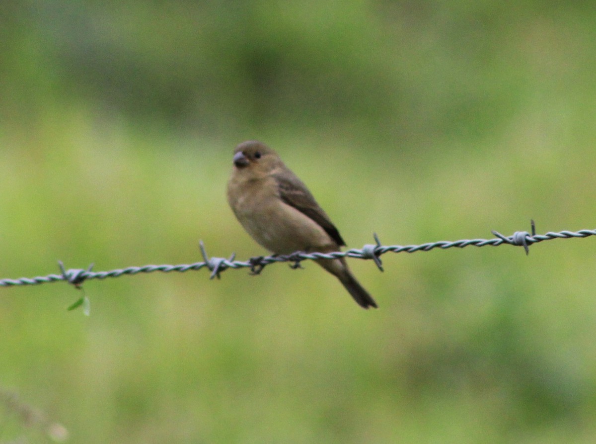 Double-collared Seedeater - ML620654103