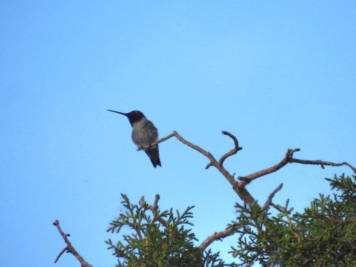Black-chinned Hummingbird - ML620654114