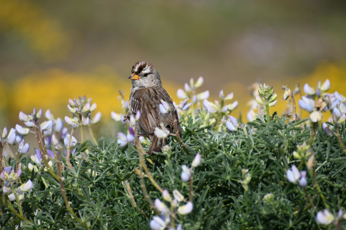 White-crowned Sparrow - ML620654117