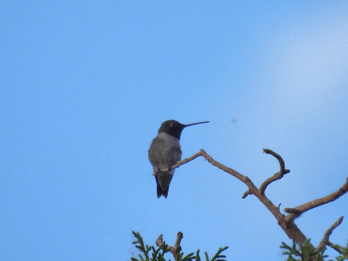 Black-chinned Hummingbird - ML620654119