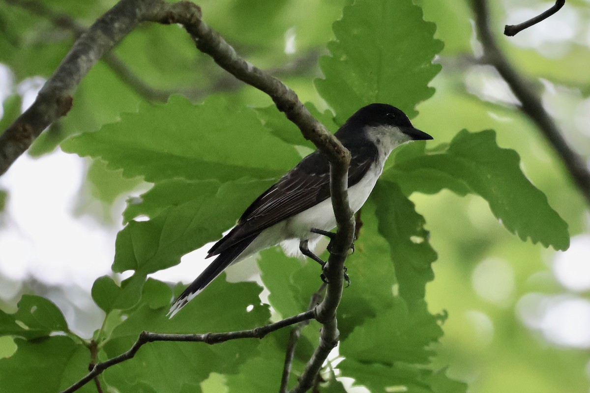 Eastern Kingbird - ML620654120