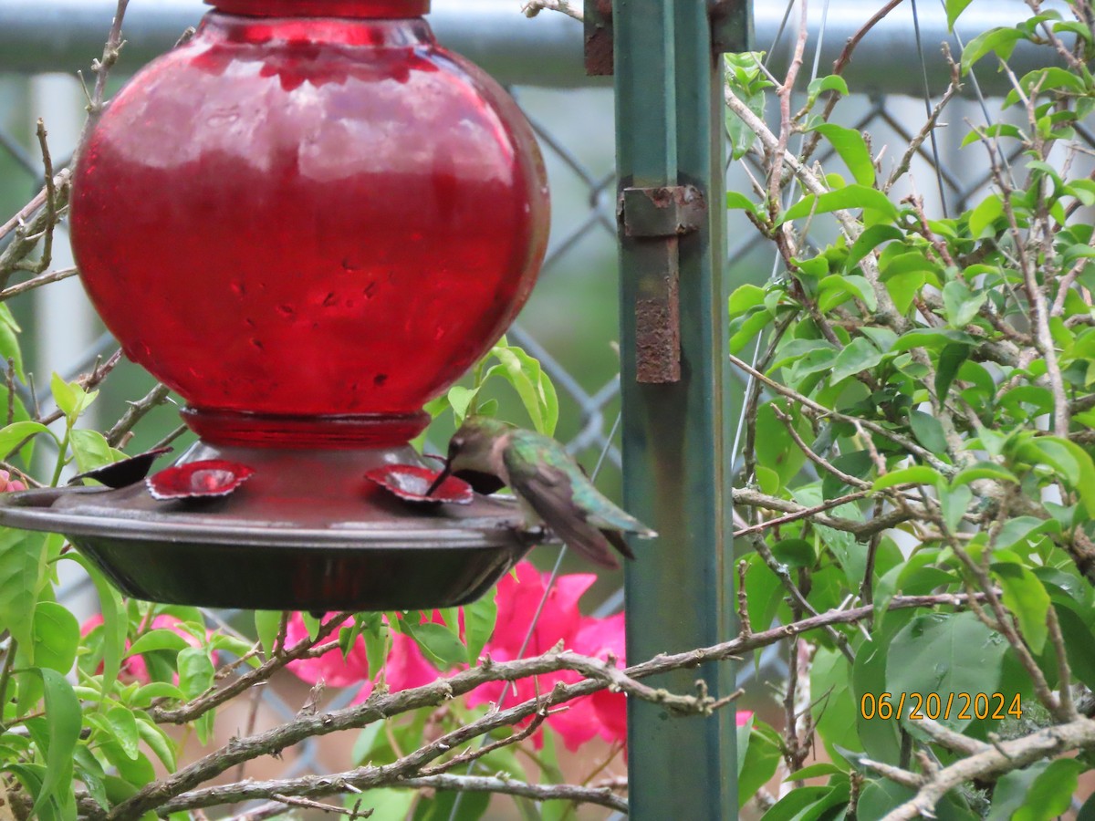 Ruby-throated Hummingbird - ML620654123
