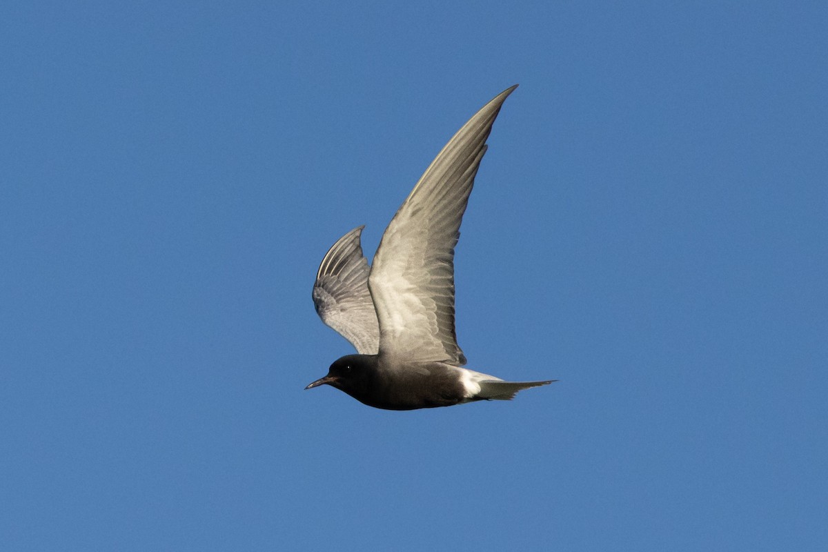 Black Tern - ML620654127