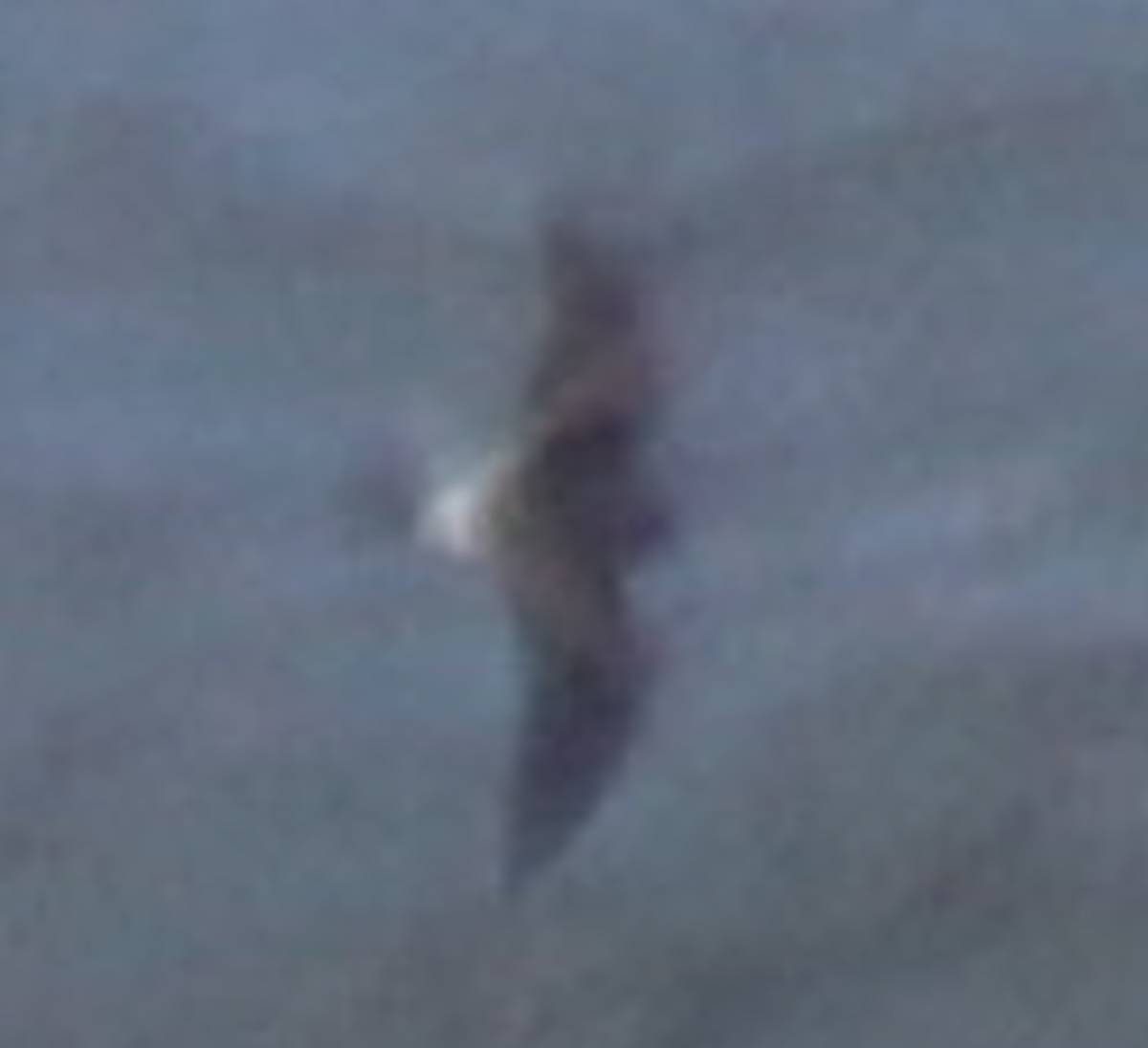 白腰叉尾海燕 - ML620654135