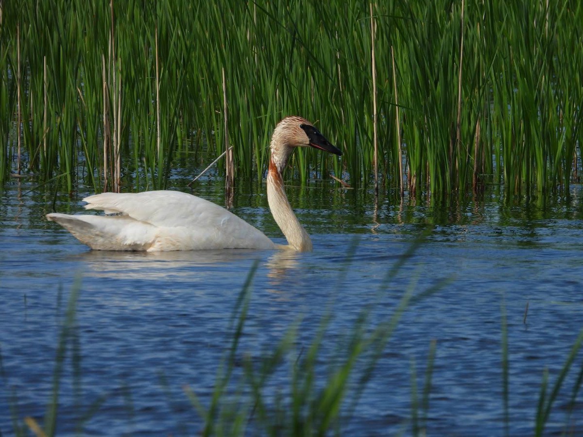 Trumpeter Swan - ML620654140