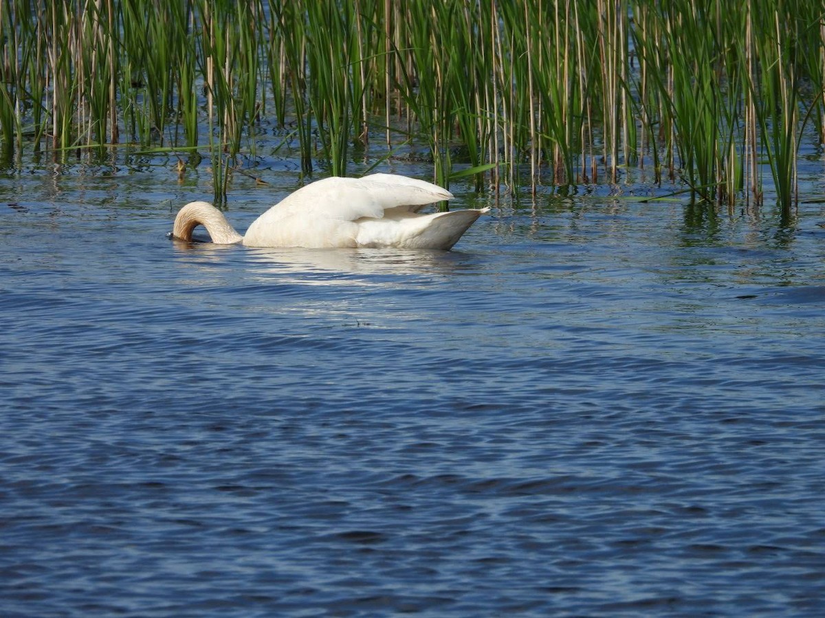 Trumpeter Swan - ML620654142