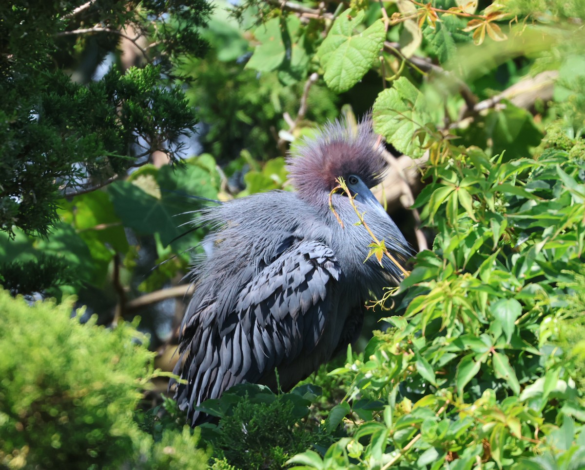 Little Blue Heron - ML620654145