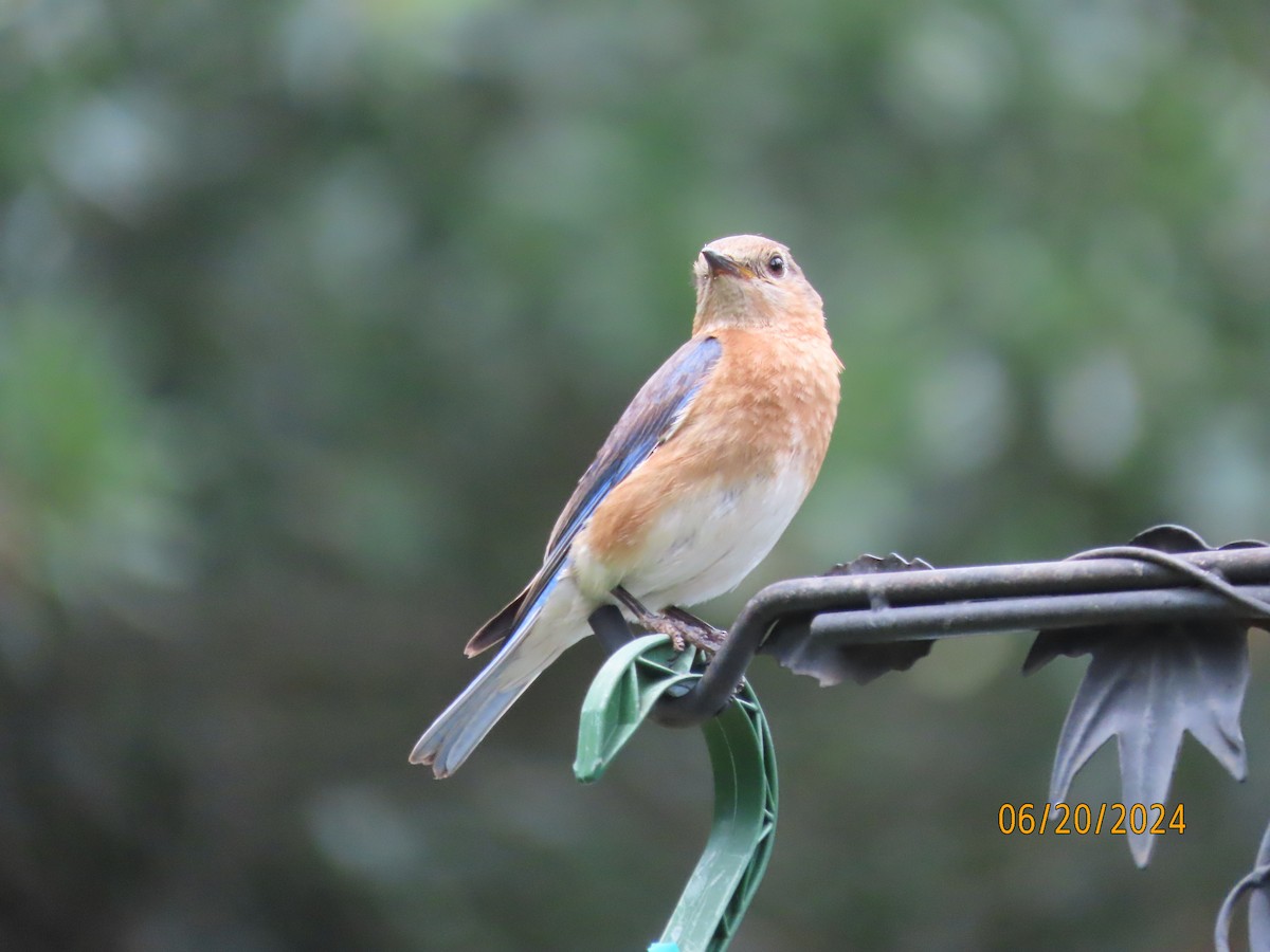 Eastern Bluebird - ML620654147