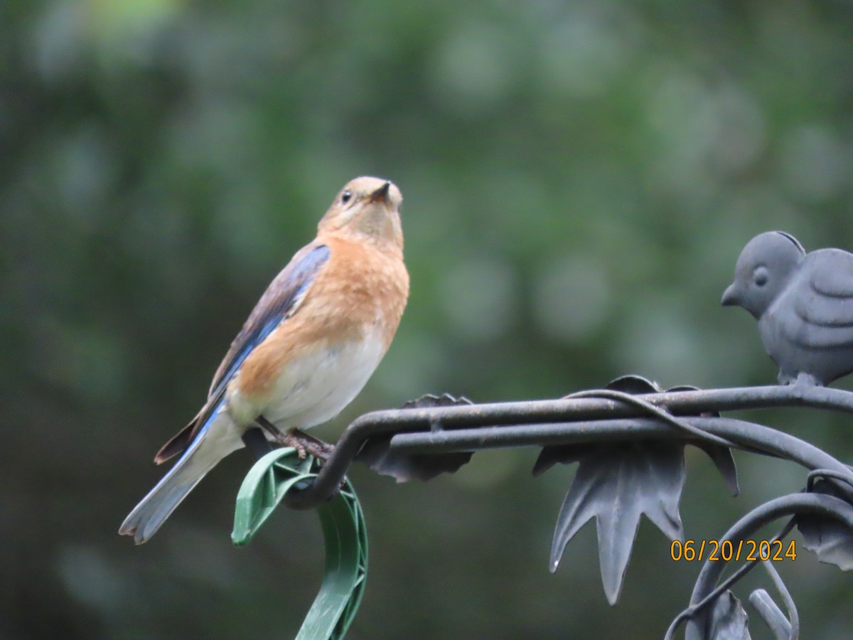 Eastern Bluebird - ML620654148