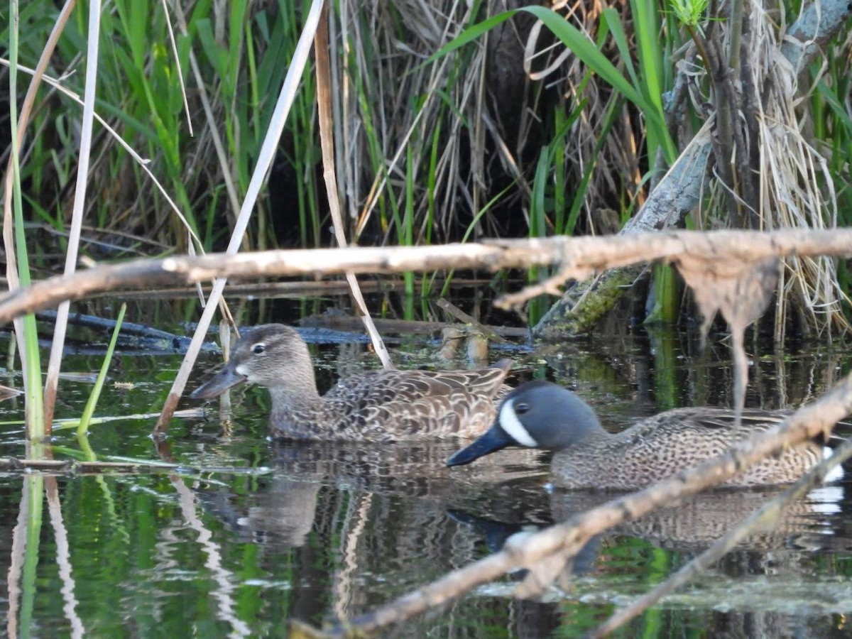 Blue-winged Teal - ML620654152