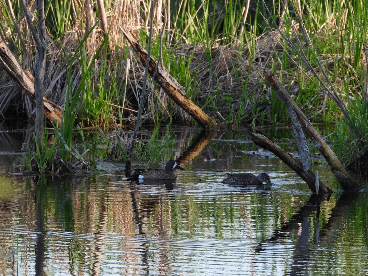 Blue-winged Teal - ML620654153