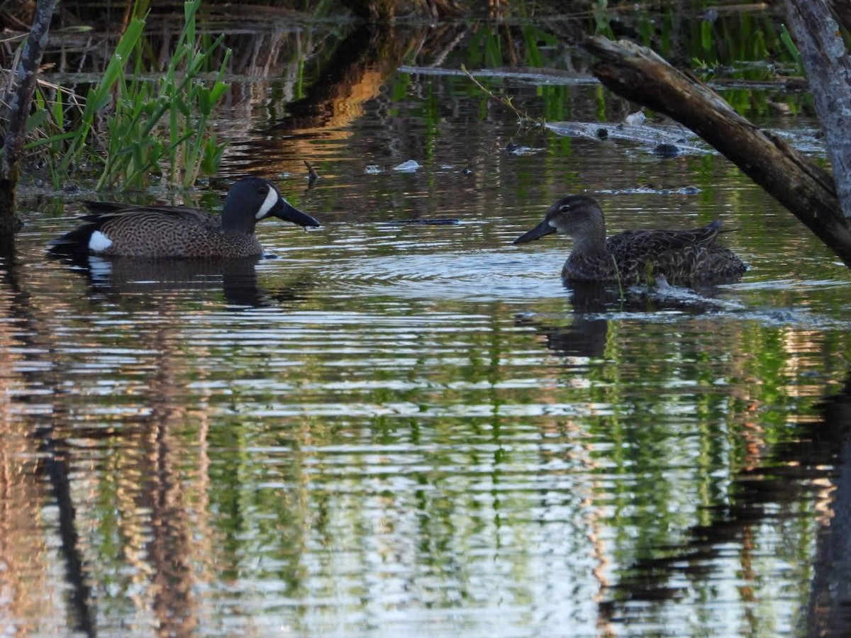 Blue-winged Teal - ML620654154
