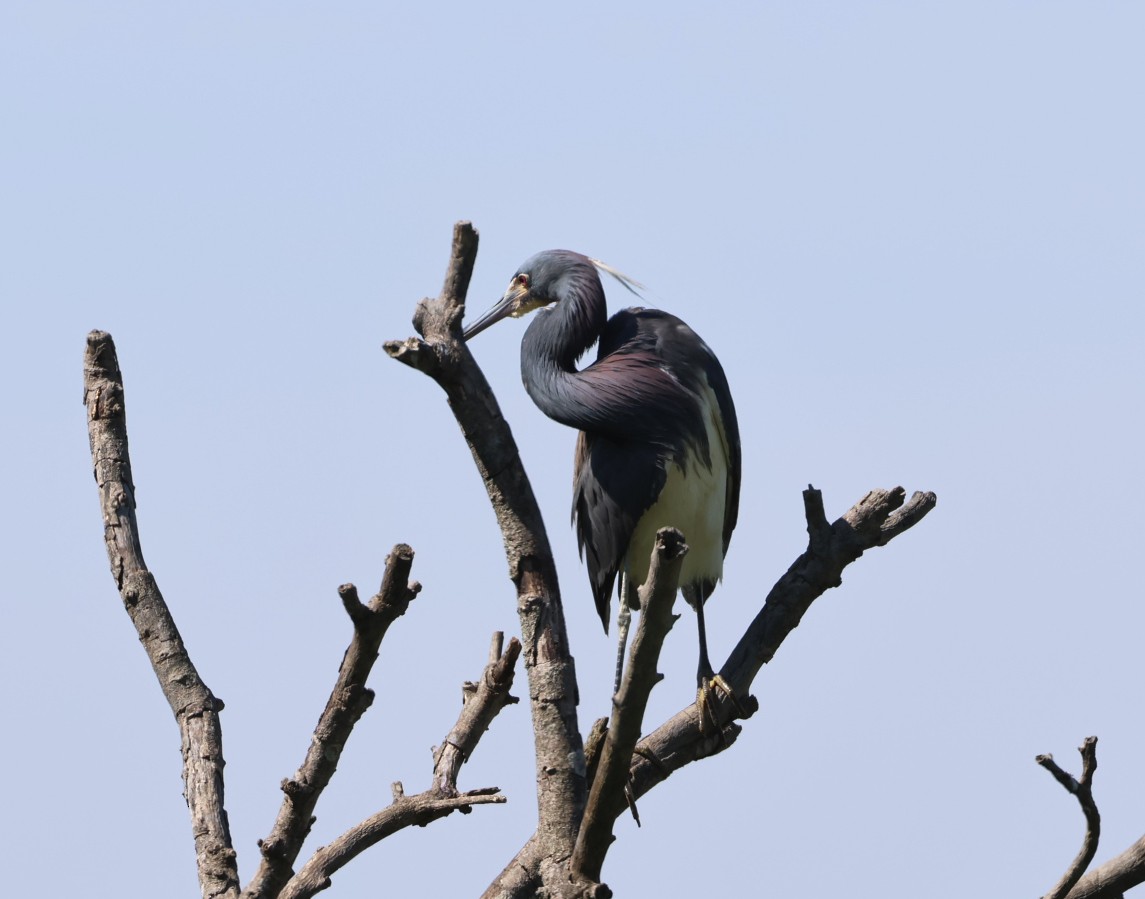 Tricolored Heron - ML620654158