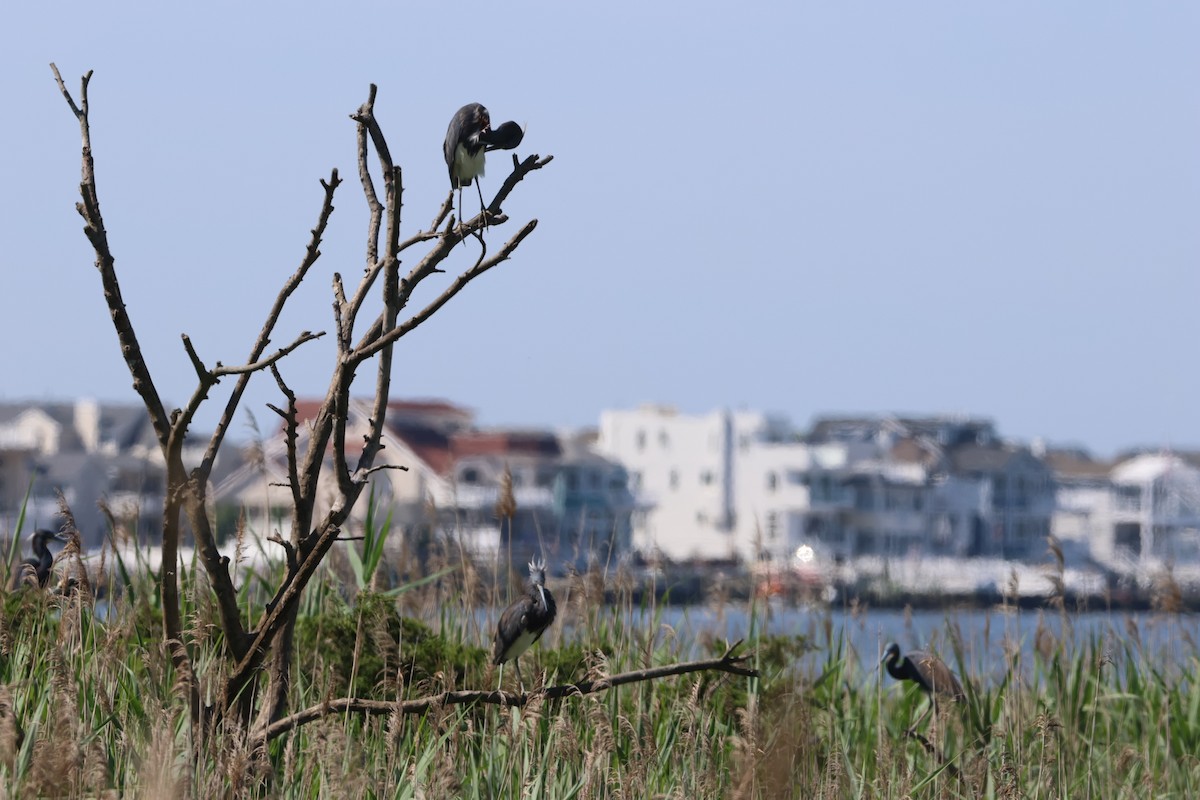 Tricolored Heron - ML620654159