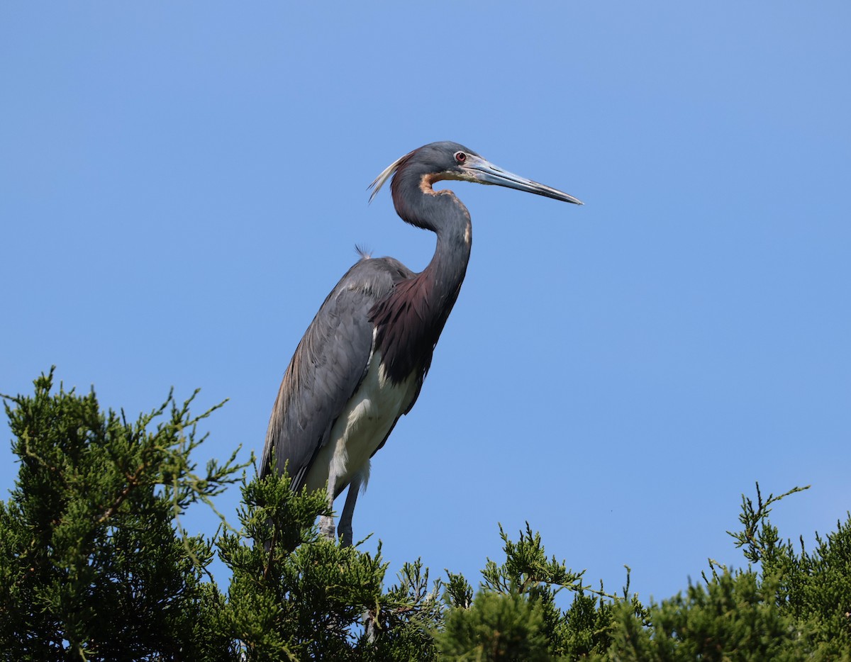 Tricolored Heron - ML620654160