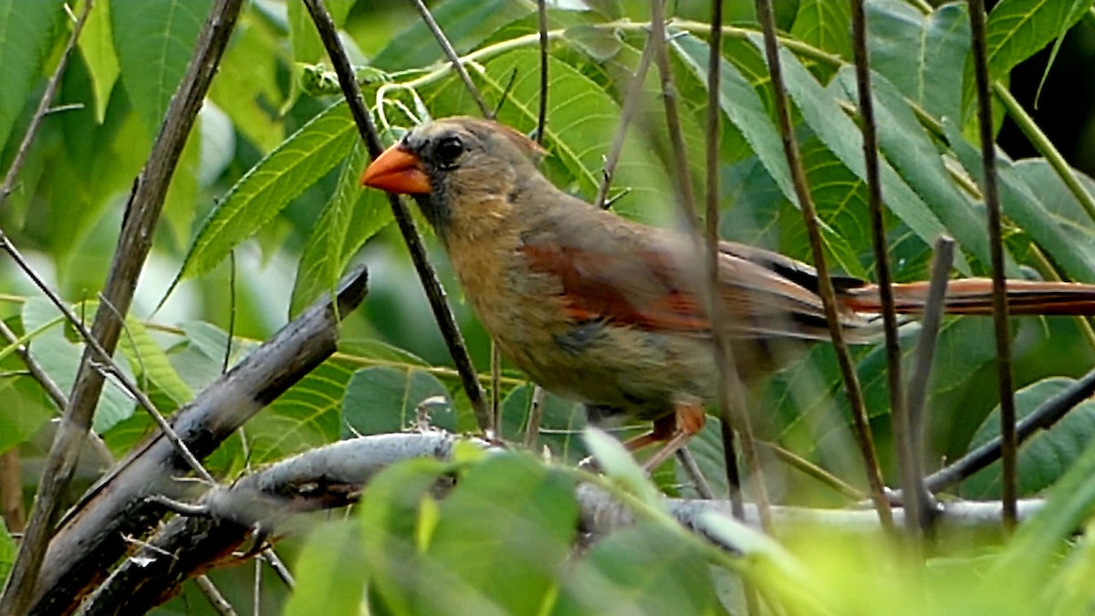 Cardinal rouge - ML620654161