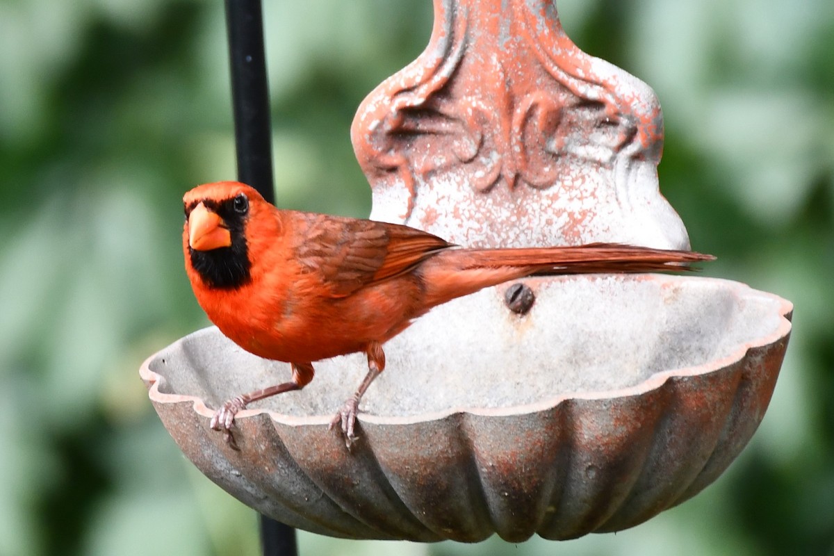 Northern Cardinal - ML620654162