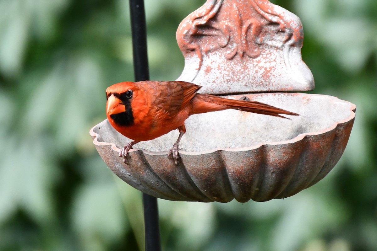 Northern Cardinal - ML620654163