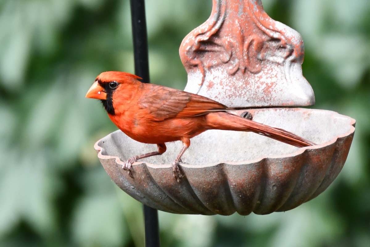 Northern Cardinal - ML620654164