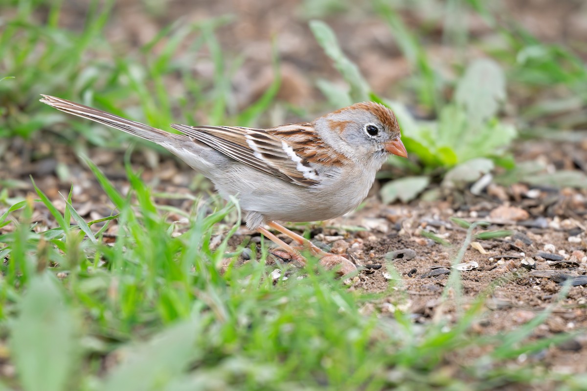 Field Sparrow - ML620654165