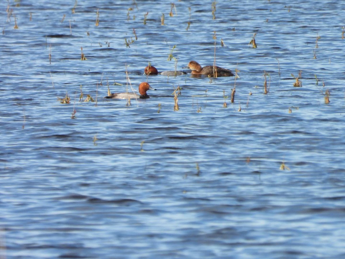 Fuligule à tête rouge - ML620654169