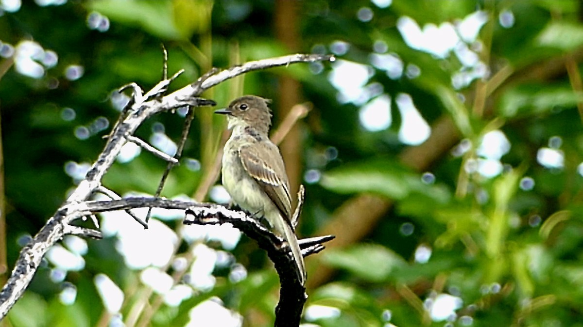 Eastern Phoebe - ML620654171