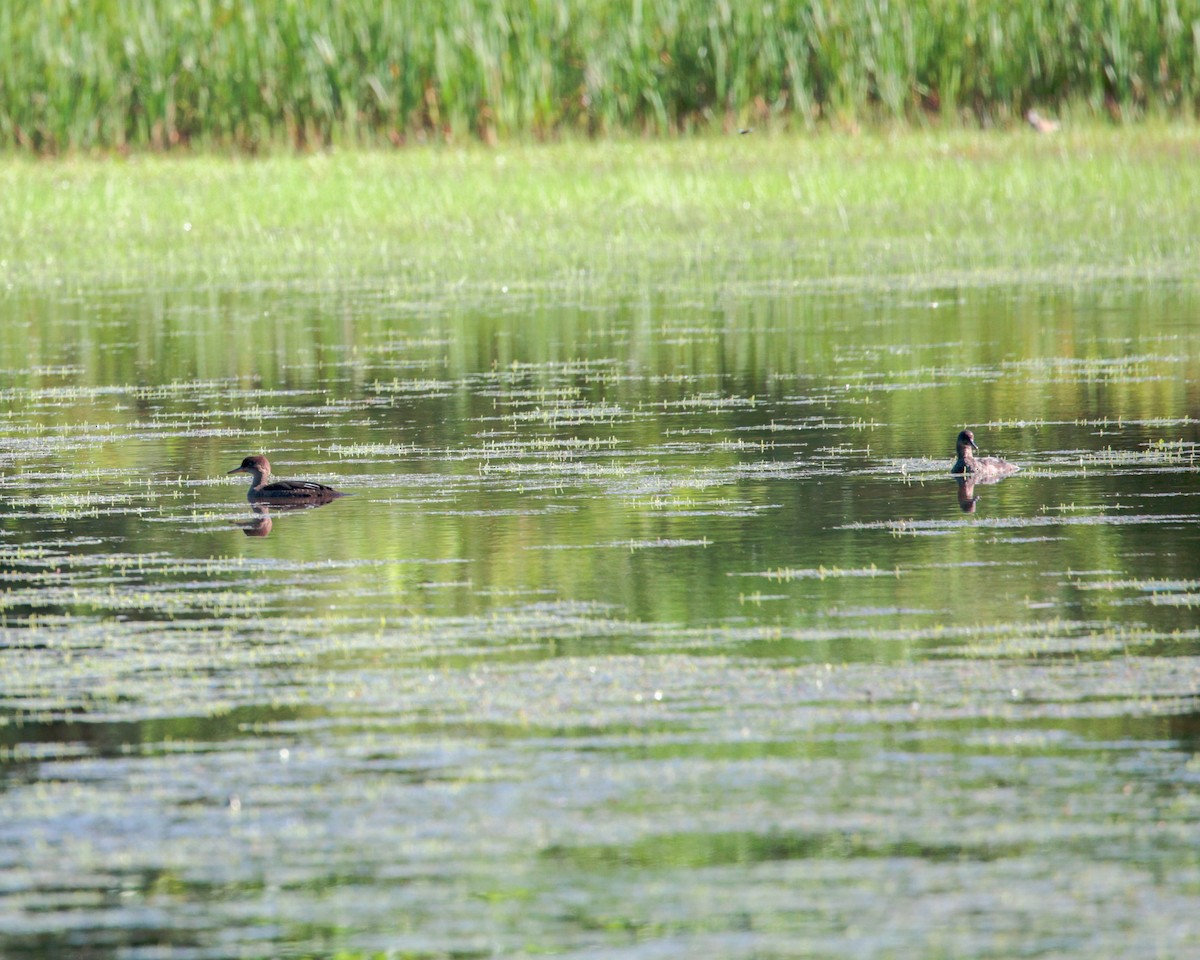 Hooded Merganser - ML620654193