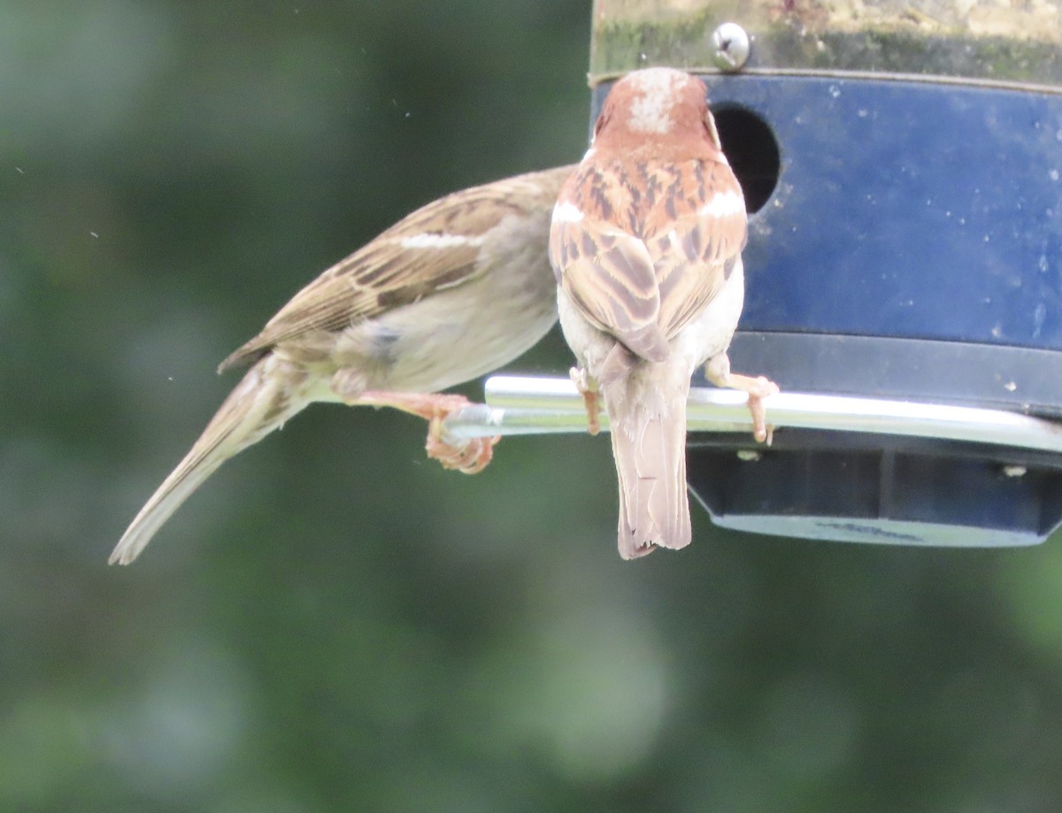 Moineau domestique - ML620654201