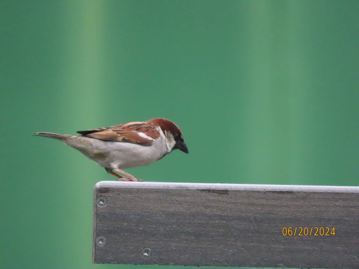 House Sparrow - ML620654202