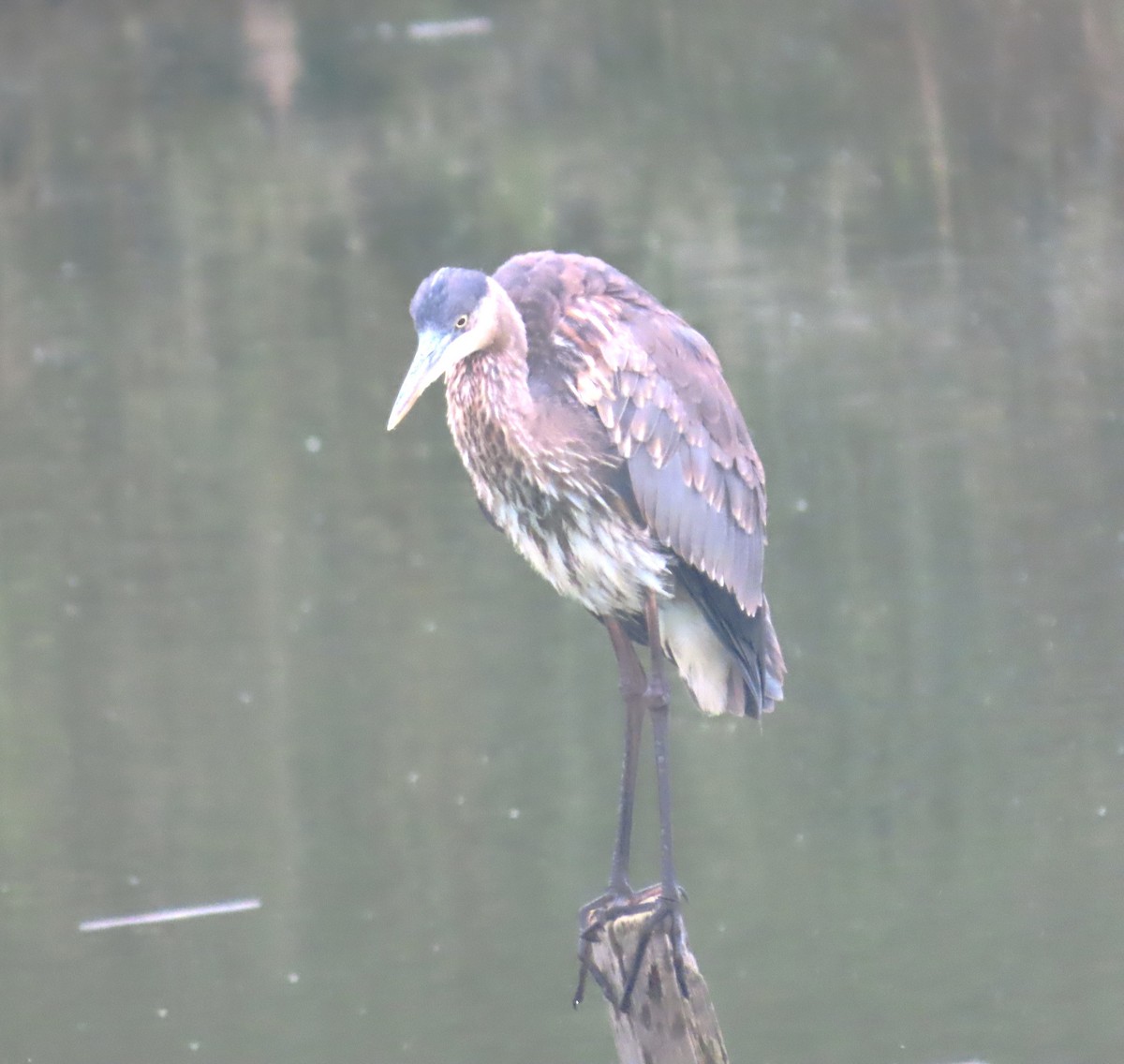 Great Blue Heron - ML620654204