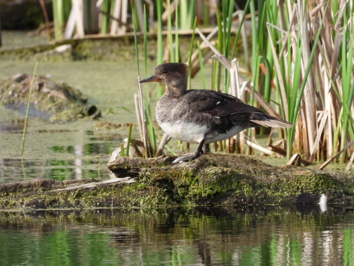 Hooded Merganser - ML620654206