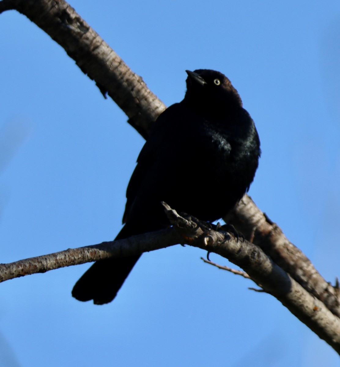 Brewer's Blackbird - ML620654233