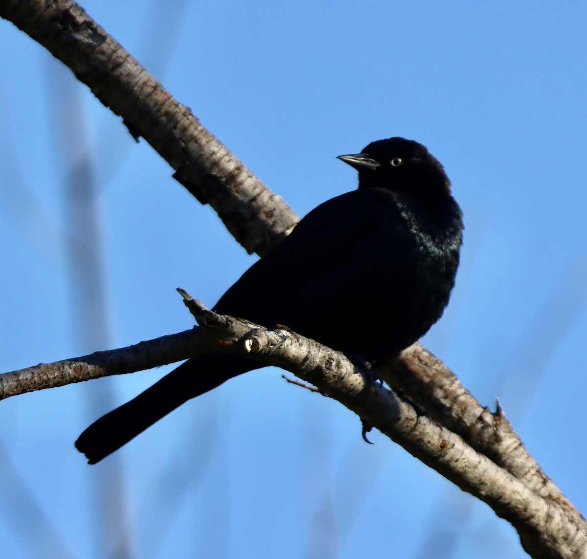 Brewer's Blackbird - ML620654234