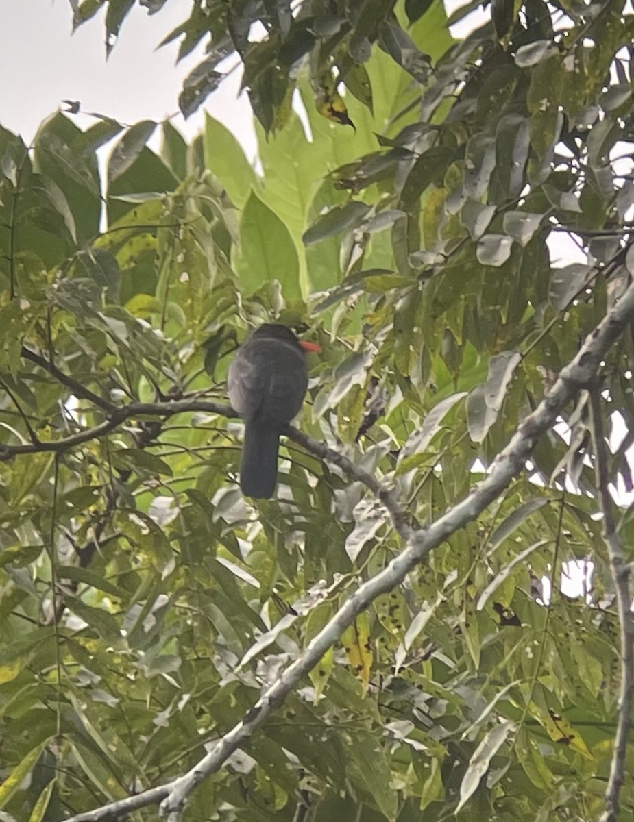 Black-fronted Nunbird - ML620654235