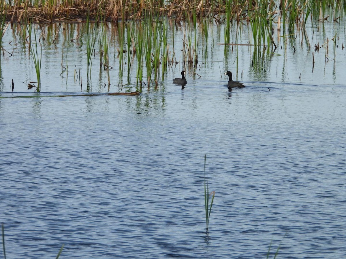 American Coot - ML620654240