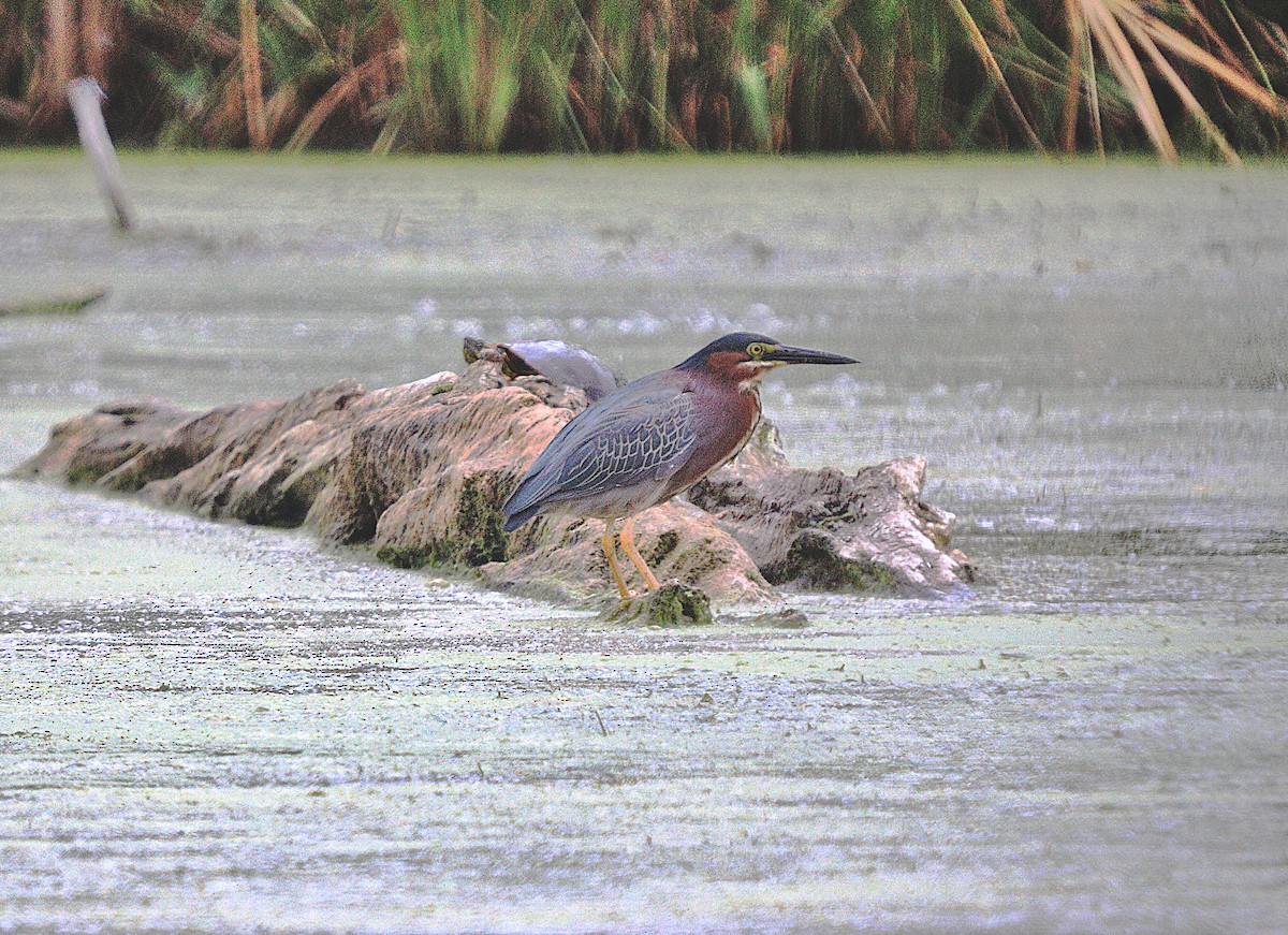 Green Heron - ML620654241