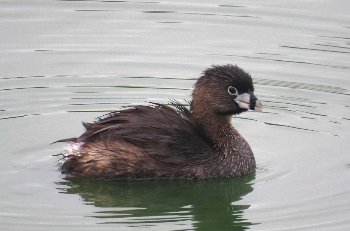 Pied-billed Grebe - ML620654243