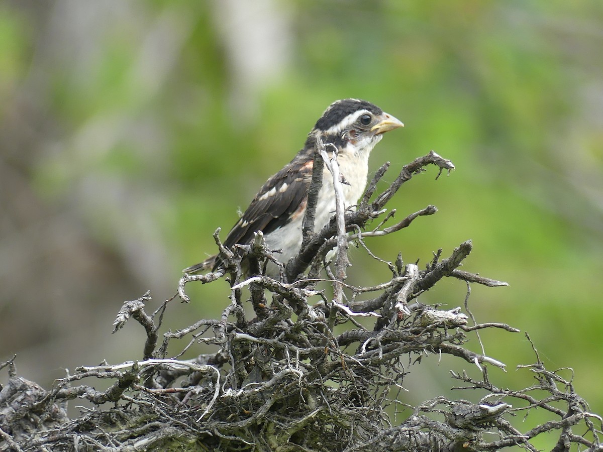 Rose-breasted Grosbeak - ML620654244